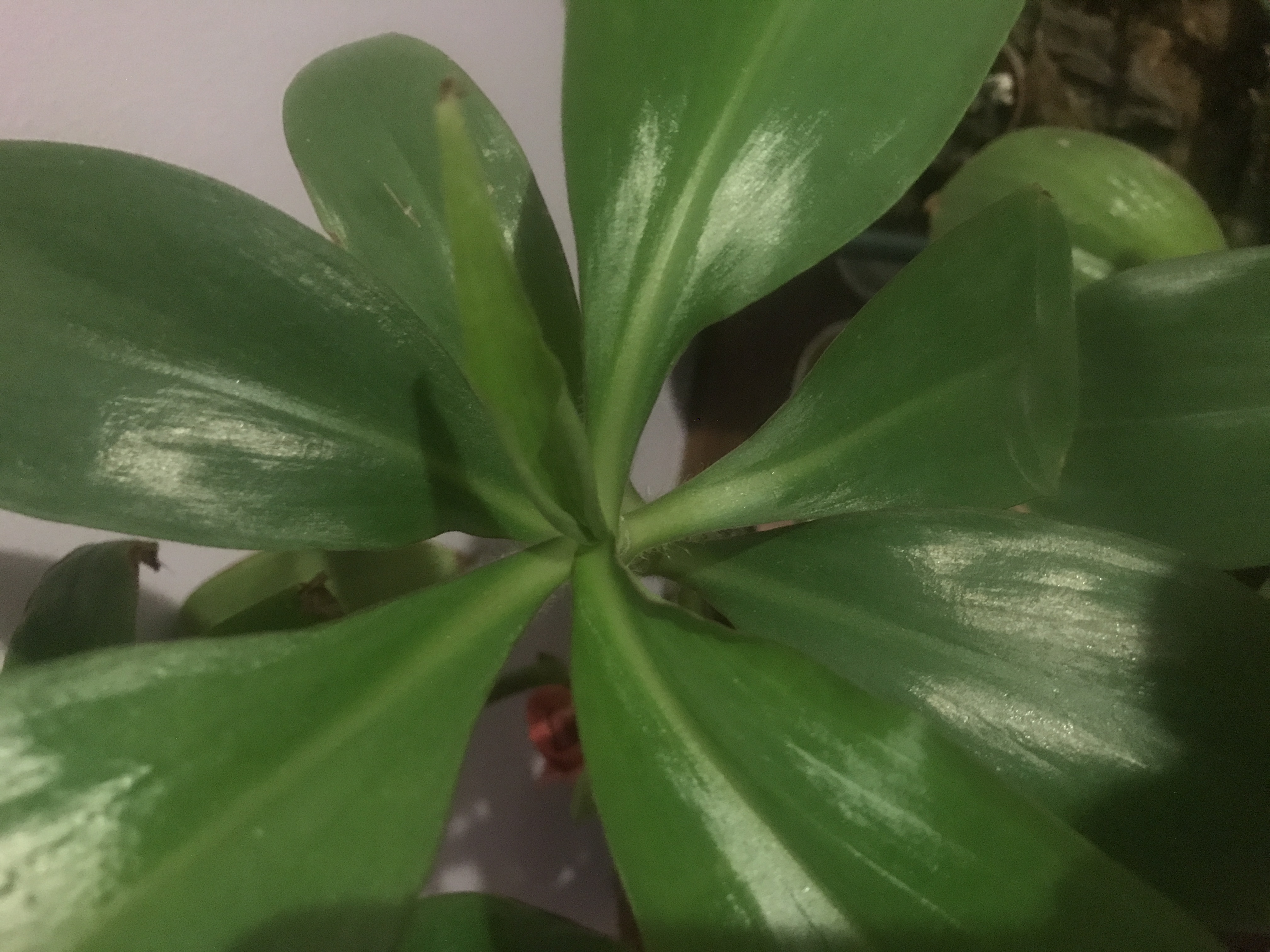 Profile Image of ئايشەنۇر مۇسا