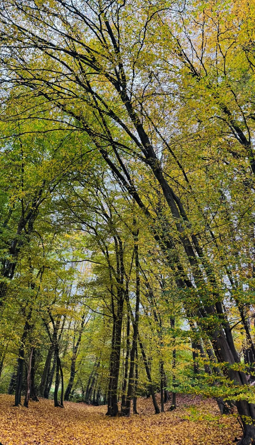 Profile Image of فاتىمە ماناس