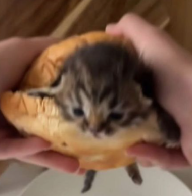 Profile Image of نۇرا مىجىت